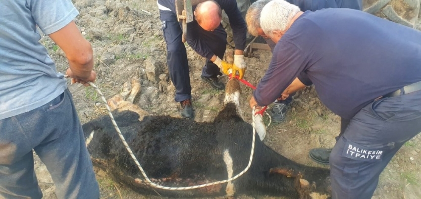 Kuyuya düşen dana makara sistemiyle kurtarıldı