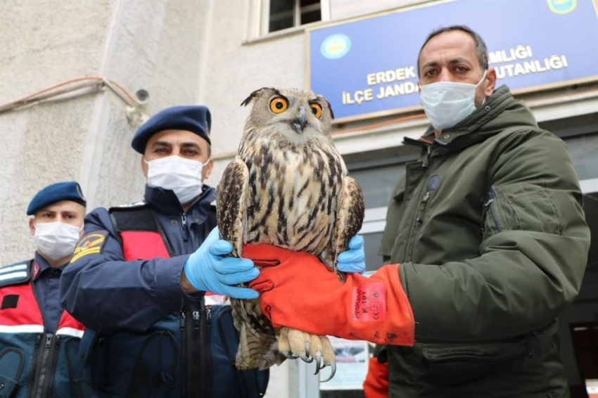 Uçamayan puhu kuşuna jandarma sahip çıktı