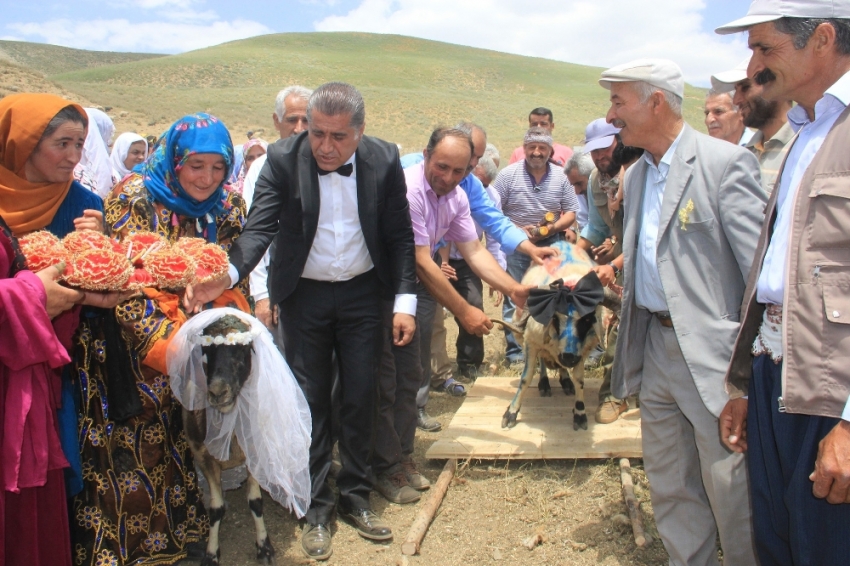 Ak koyun ile kara koça davul zurnalı düğün