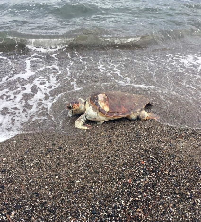 İçmeler sahiline ölü caretta vurdu