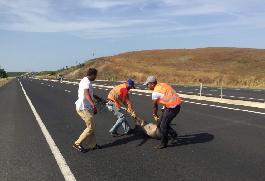 Sürücüleri tedirgin eden görüntü