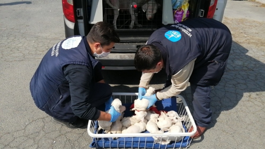 Şişli’de yavru köpeklere belediye ekipleri sahip çıktı