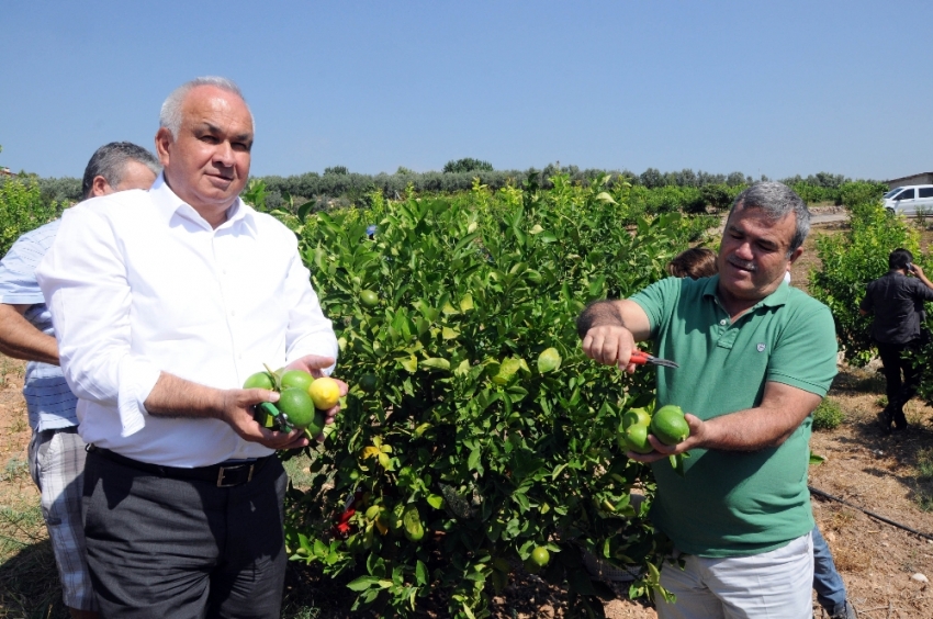 Başkandan cezeryeli ihracatlık limon kesimi