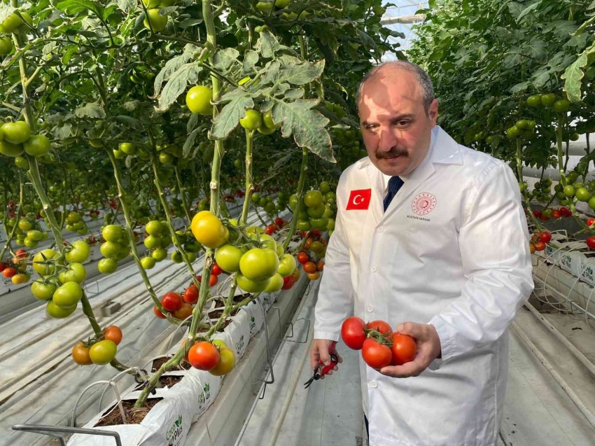 Domatesinin ilk hasadını Bakan Varank yaptı