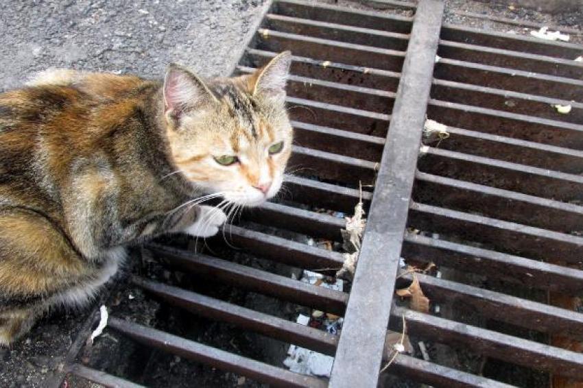 Kedi, yavrusunun kurtarılmasını bekledi