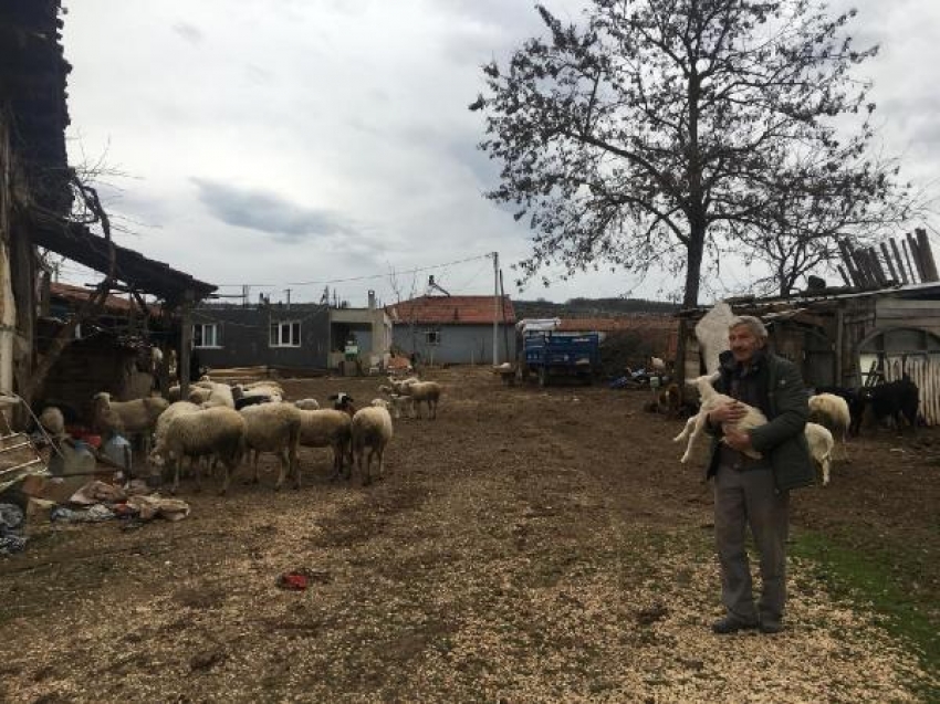 Denetimle serbestlikle cezaevinden çıkıp, sürü sahibi oldular