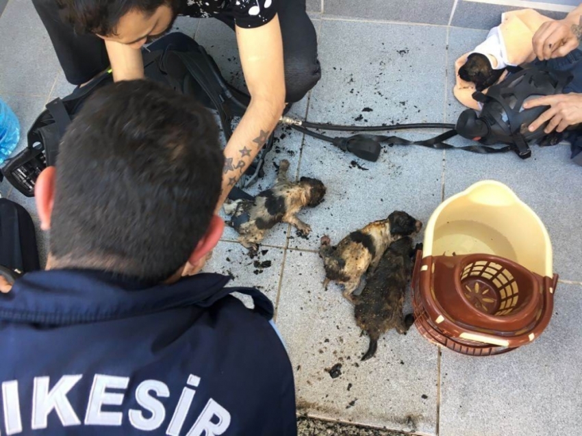 Yavru köpekleri yanmaktan itfaiye ekipleri kurtardı