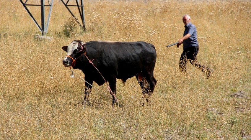 Kaçan kurbanlık dana çocuğu hastanelik etti