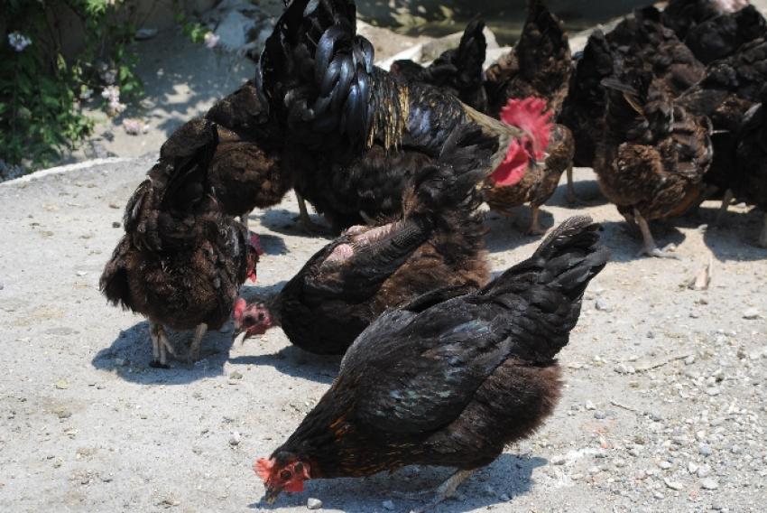 Kene timleri iş başında