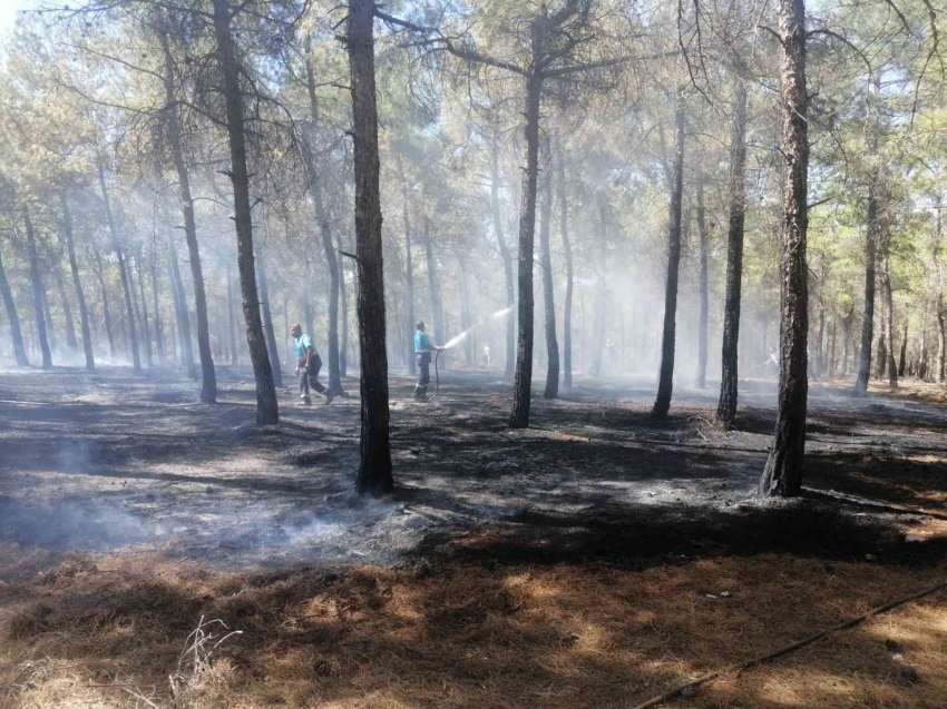 Burç ormanlarında çıkan yangın söndürüldü