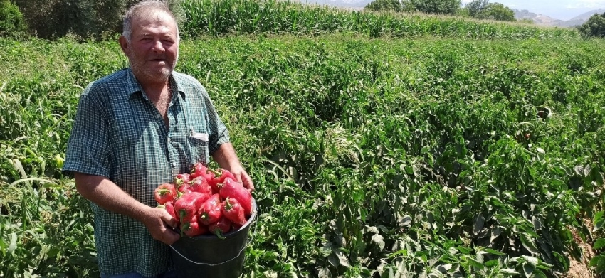 Salçalık kırmızı biber piyasada