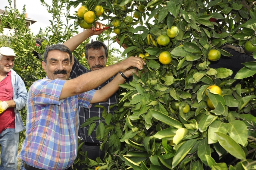 Dalında 75 kuruş tezgahta 4 katı