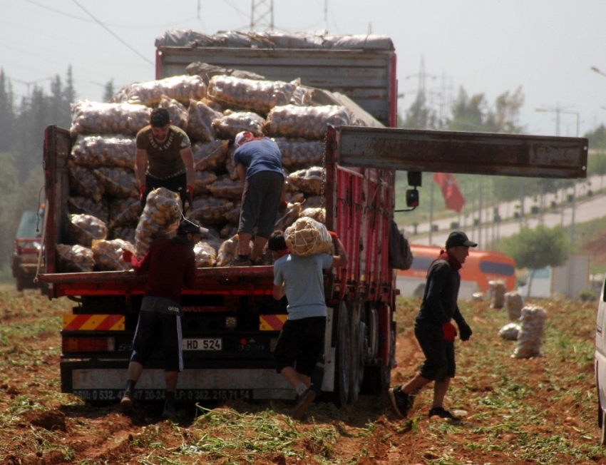 40 derece sıcakta her gün 110 ton patates yüklüyorlar