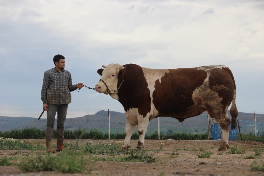 Fiyatıyla dudak uçuklatıyor, görenler gözlerine inanamıyor