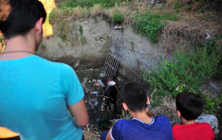 Bursa'da at kurtarma operasyonu