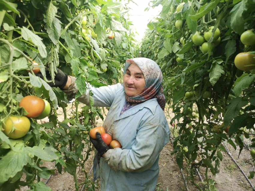 1.6 kiloluk domatesler görenleri şaşırttı