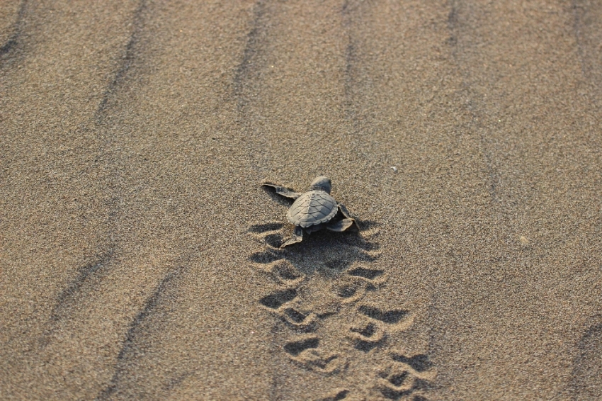 Caretta yavruları denize kavuşma yolculuğunda