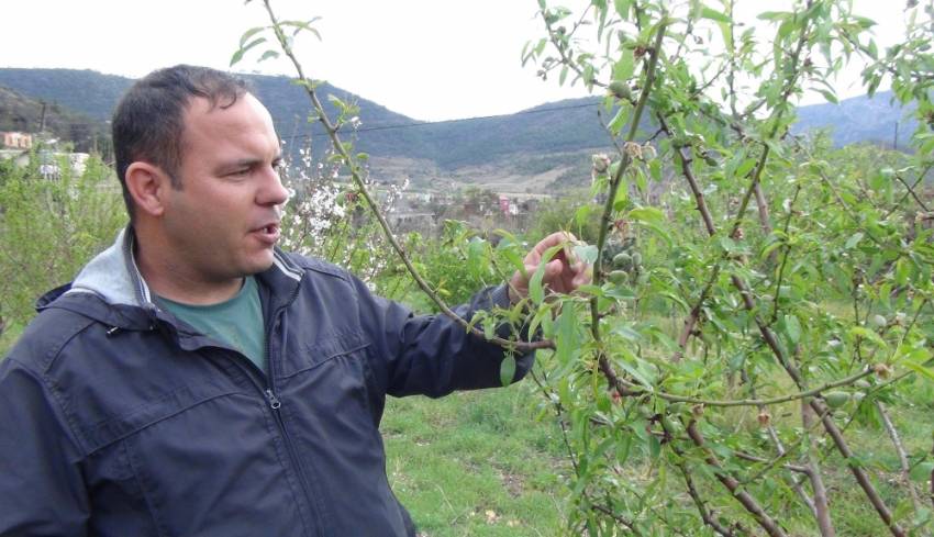 Yılın ilk çağla hasadı Silifke’de yapıldı