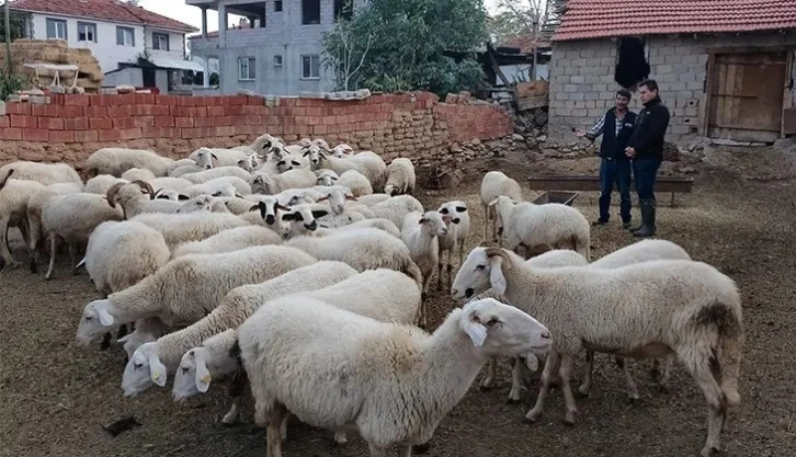 Acıpayam’ın 11 mahallesi çiçek karantinasına alındı
