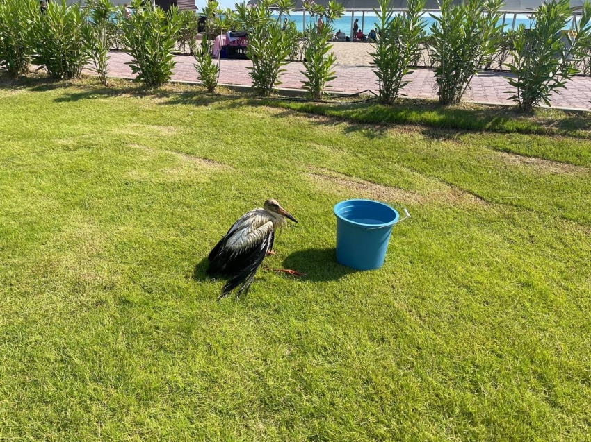 Serinlemek için kimyasal atık yağa giren bir leylek yavrusu daha kurtarıldı