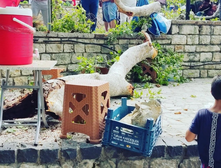 3 bin yıllık Musa ağacından kopan dal ziyaretçinin üzerine düştü