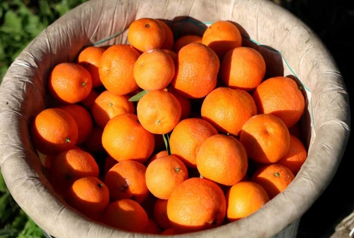 Adana’da mandalina yüz güldürüyor
