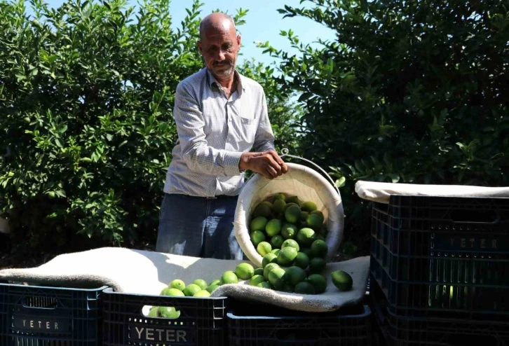 Adanalı çiftçiler yeşillenme hastalığına karşı teyakkuzda
