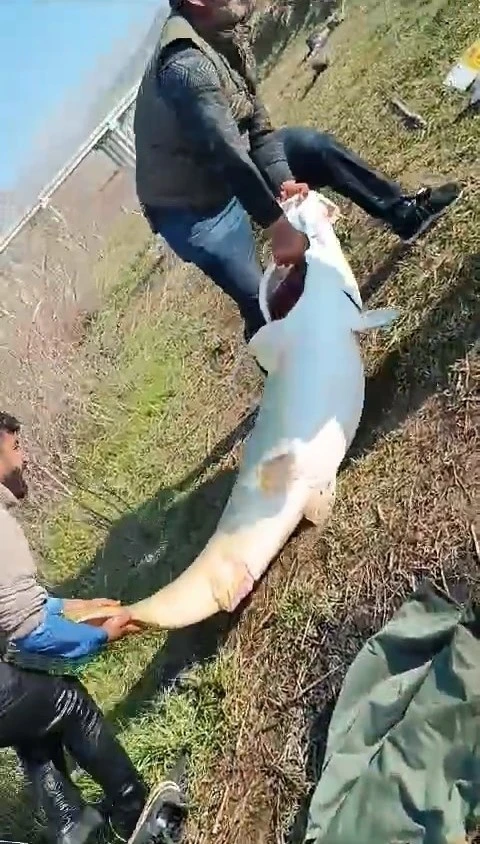 Adıyaman’da 70 kilogram ağırlığında turna balığı yakalandı
