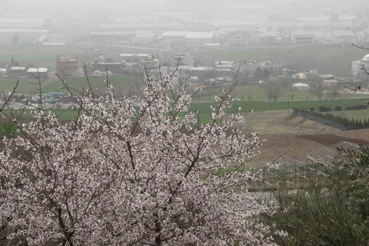 Adıyaman’da ağaçlar hüzne çiçek açtı
