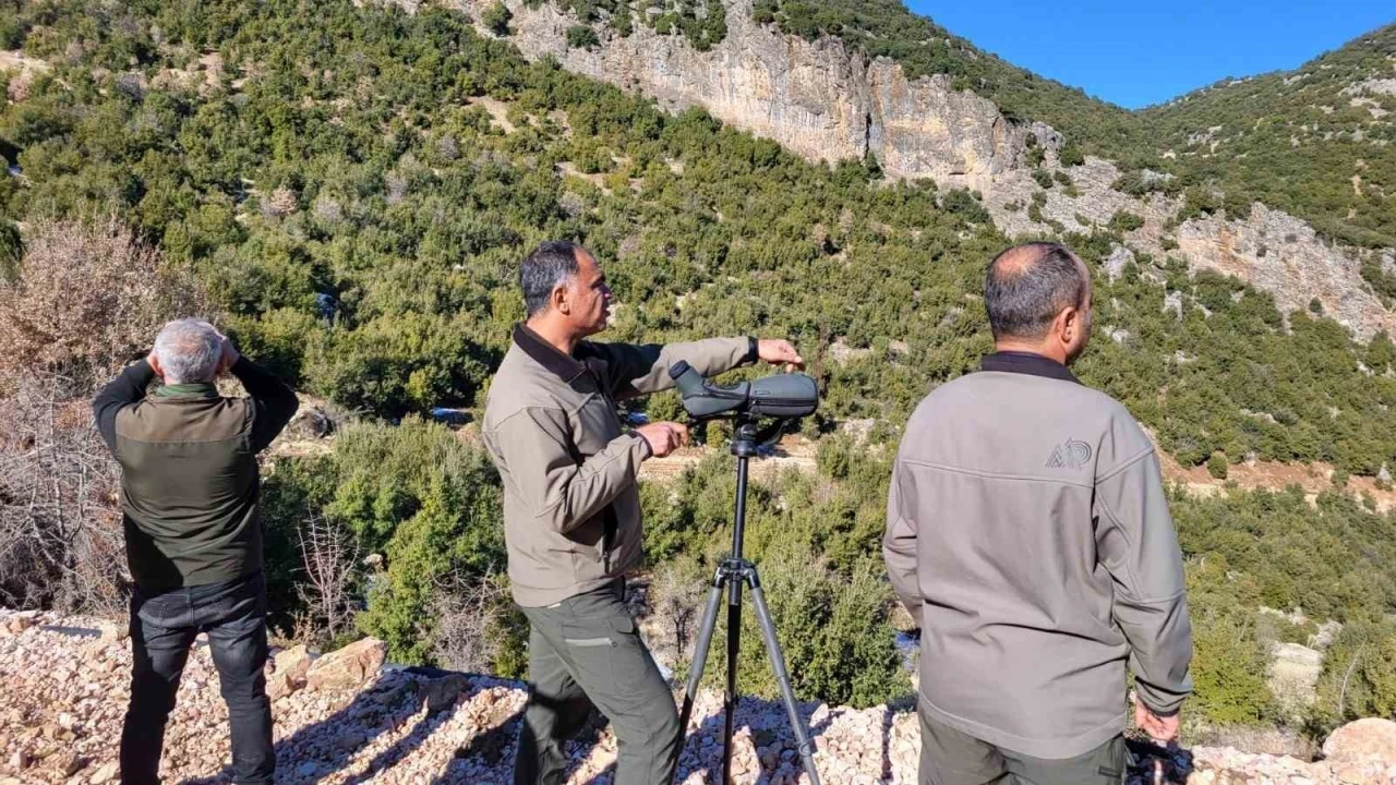 Adıyaman’da yaban keçilerinin popülasyonu çıkartıldı
