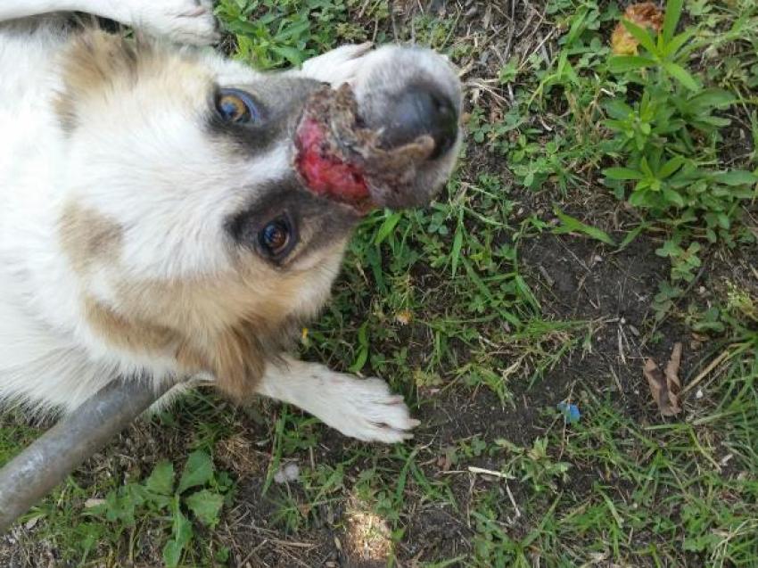 Sokak köpeğinin alt ve üst çenesine doku nakli yapıldı