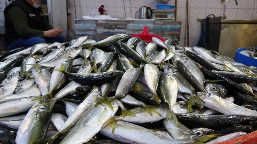 Balık fiyatları el yakıyor