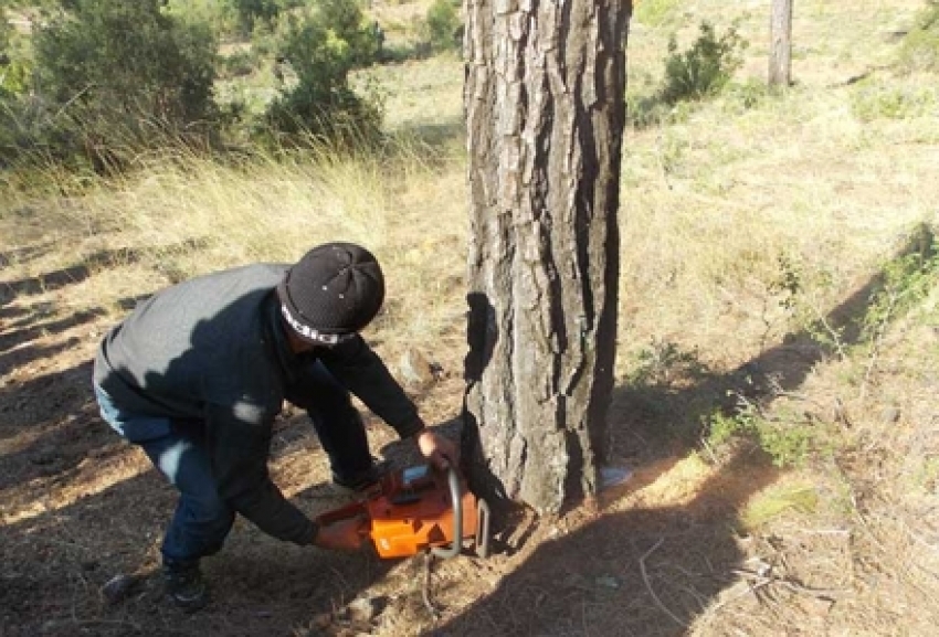 Kestiği ağacın altında kalan kişi yaşamını yitirdi