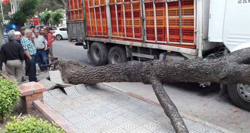 Kamyonun devirdiği ağaç canından edecekti