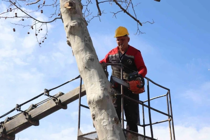 Ağaçlar bahar bakamı
