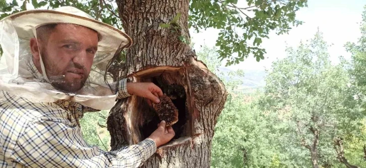 Ağaçların kovuklarından çıkarılan balın kilosunu 8 bin liradan alıcı buluyor
