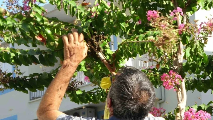 Ağaçta oğul veren bal arıları, vatandaş tarafından çuvala konuldu
