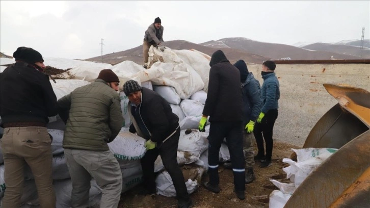 Ağrılı besicilerden deprem bölgesindeki hayvanlar için mısır silajı yardımı