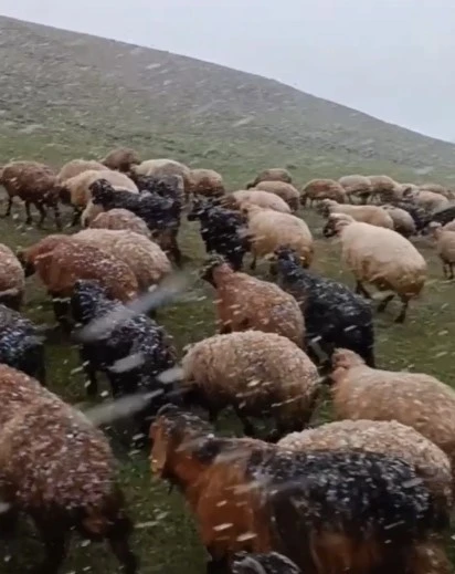 Ahlat’ta mayısta kar sürprizi
