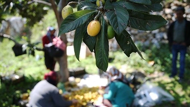 Alanya'nın coğrafi işaretli meyvesi yenidünyanda 3 bin ton rekolte bekleniyor