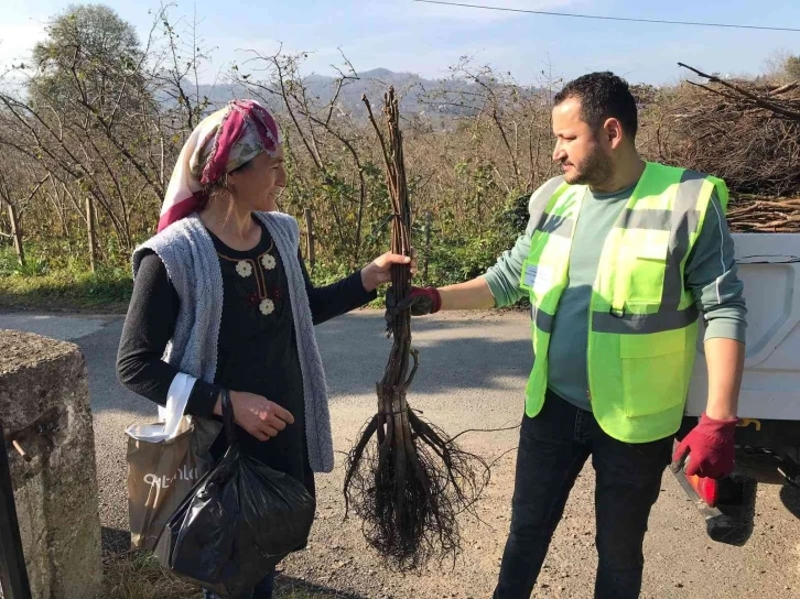 Altınordu’da üreticilere 100 bin adet ceviz fidanı
