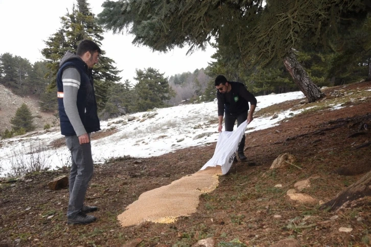 Amanos Dağları’nın eteklerine yaban hayvanları için yem bırakıldı
