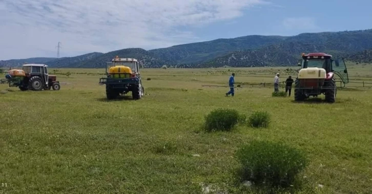 Amasya’da çekirge popülasyonu artan Kertme köyünün merasında ilaçlama yapıldı
