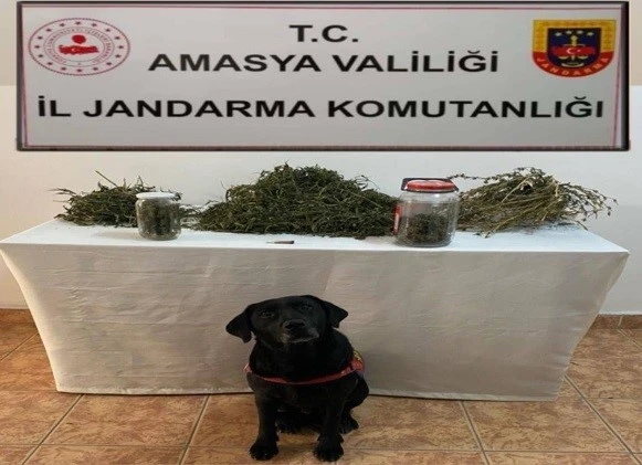 Amasya’da uyuşturucu operasyonu: 2 gözaltı
