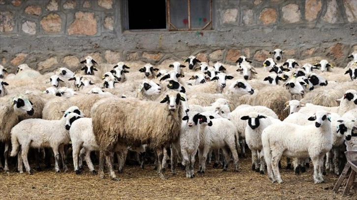 Amasya'da süt kuzularının anneleriyle buluşma anı görüntülendi