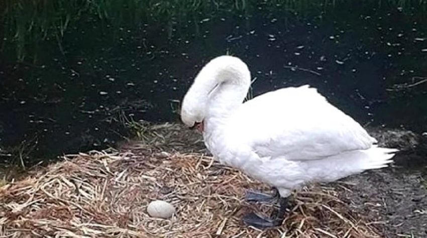 Yumurtadan çıkmamış yavruları öldürülen kuğu üzüntüden öldü