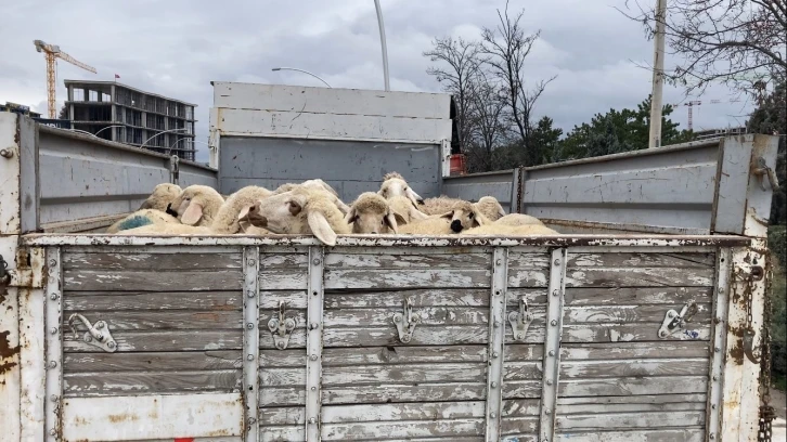 Ankara’da küçükbaş hayvan yüklü kamyon devrildi: 1 yaralı
