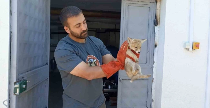 Annesini kaybeden yavru tilki, doğa korumaya emanet
