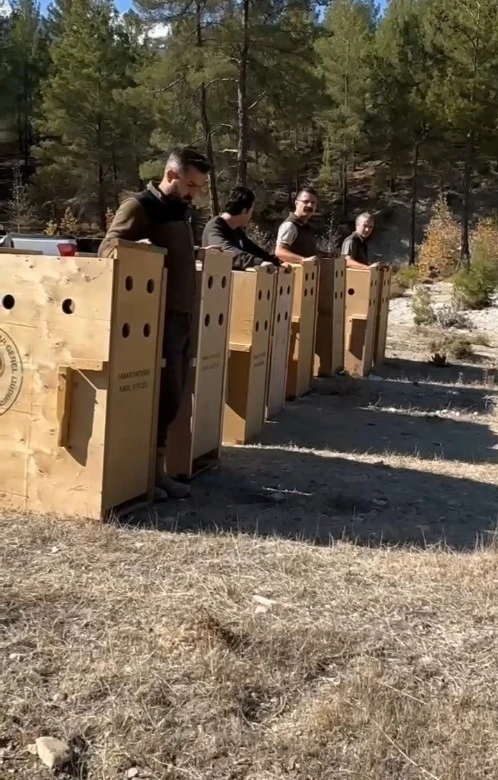 Antalya’da 8 dişi alageyik yeni yaşam alanlarına kavuştu
