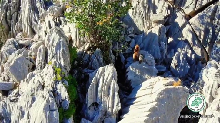 Antalya'da ayı ve ikiz yavrusunun sarp kayalıklara tırmanma çabası görüntülendi